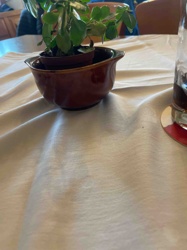 Glazed Ceramic Cachepot with Kalanchoe Plant