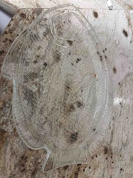 Clear Pressed Glass Fish-Shaped Platter