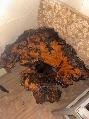 Live-Edge Burl Wood Slab/Coffee Table Top