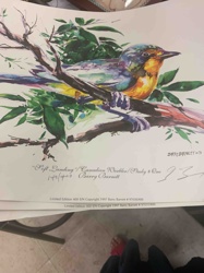 "Soft Landing" / "Canadian Warbler" / "Study # One" by Barry Barnett (Limited Edition Print)