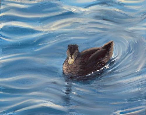 Duck in Water