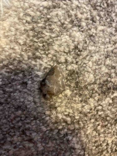 Unidentified Rock Fragment