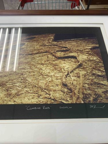 Climbing Vines (Framed Photograph)
