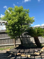 Backyard Garden Landscape with Latticed Structure, Deciduous Tree, and Sago Palm