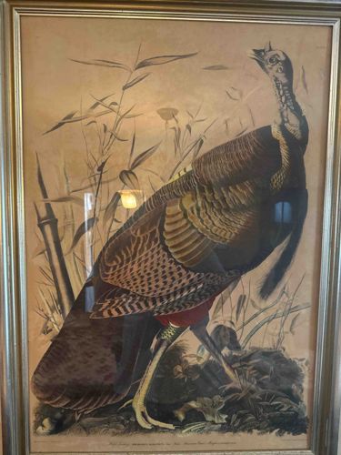 Framed John James Audubon Wild Turkey Print