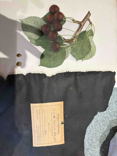 Botanical Illustration of Cherries with Certificate of Authenticity