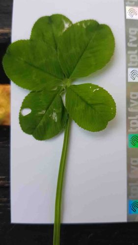 Five-Leaf Clover