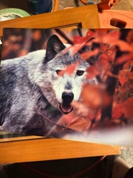 Autumn Wolf Photographic Print