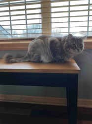 Domestic Shorthair Cat with Partial Shave