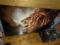 Tempered Glass Lion Wall Art