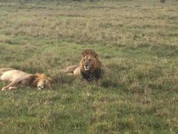 Two Male Lions in a Grassy Plain