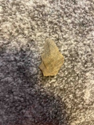 Stone Projectile Point Fragment