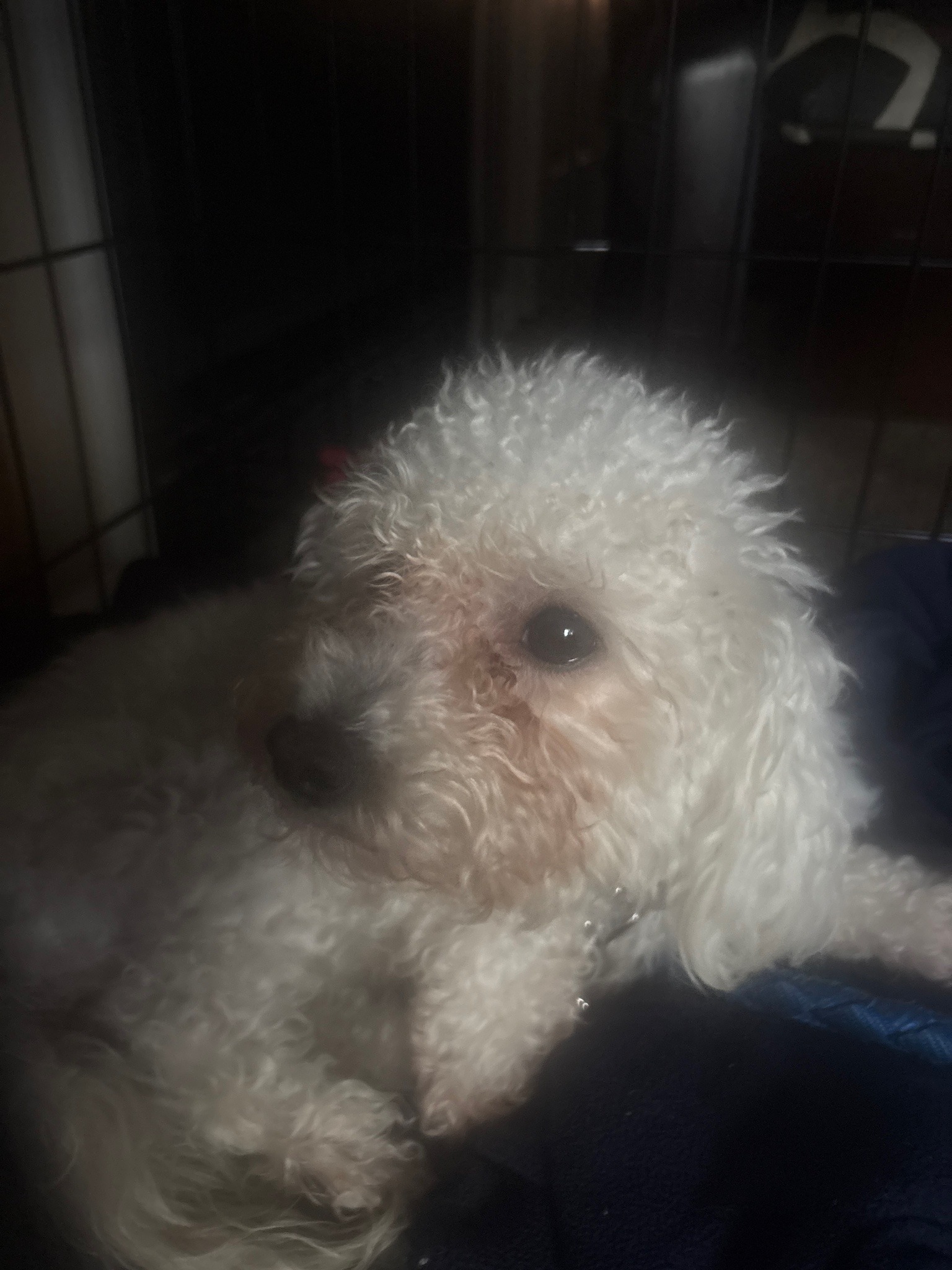 Submitted photo of White small-breed companion dog
