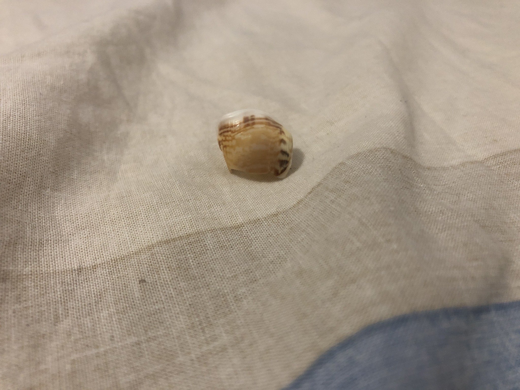 Submitted photo of Small marine snail shell