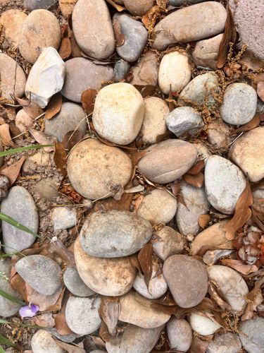Assorted Decorative River Rocks with Organic Ground Cover
