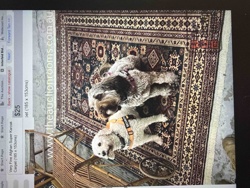 Very Fine Afghan Super Karzak Carpet