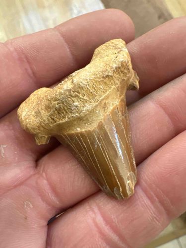 Fossilized Otodus Obliquus Shark Tooth