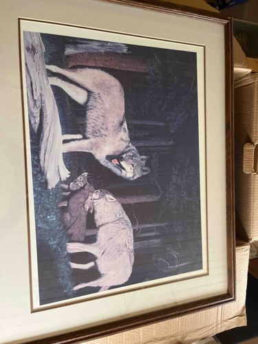 Summer Wolf Family by John Stone Print