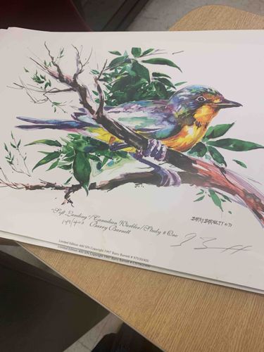 Sif Landing / Canadian Warbler / Study # One Limited Edition Print by Barry Barrett