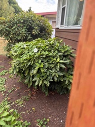 Mature Evergreen Shrub (likely Prunus laurocerasus) with Fallen White Flower