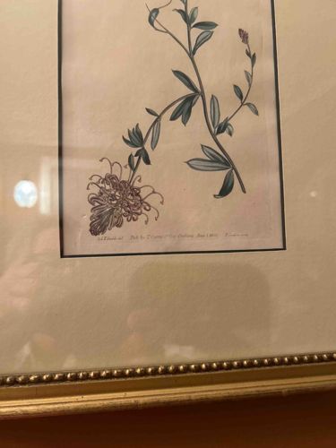 Framed Botanical Print of a Chrysanthemum Variety