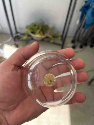 Vintage Crystal Domed Paperweight with Seal