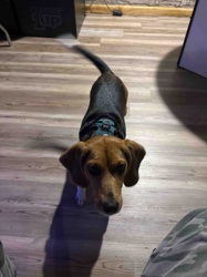 Tri-color Beagle Dog