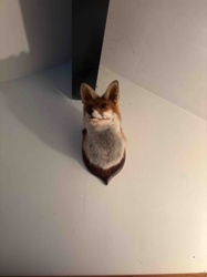 Mounted Red Fox Head Taxidermy