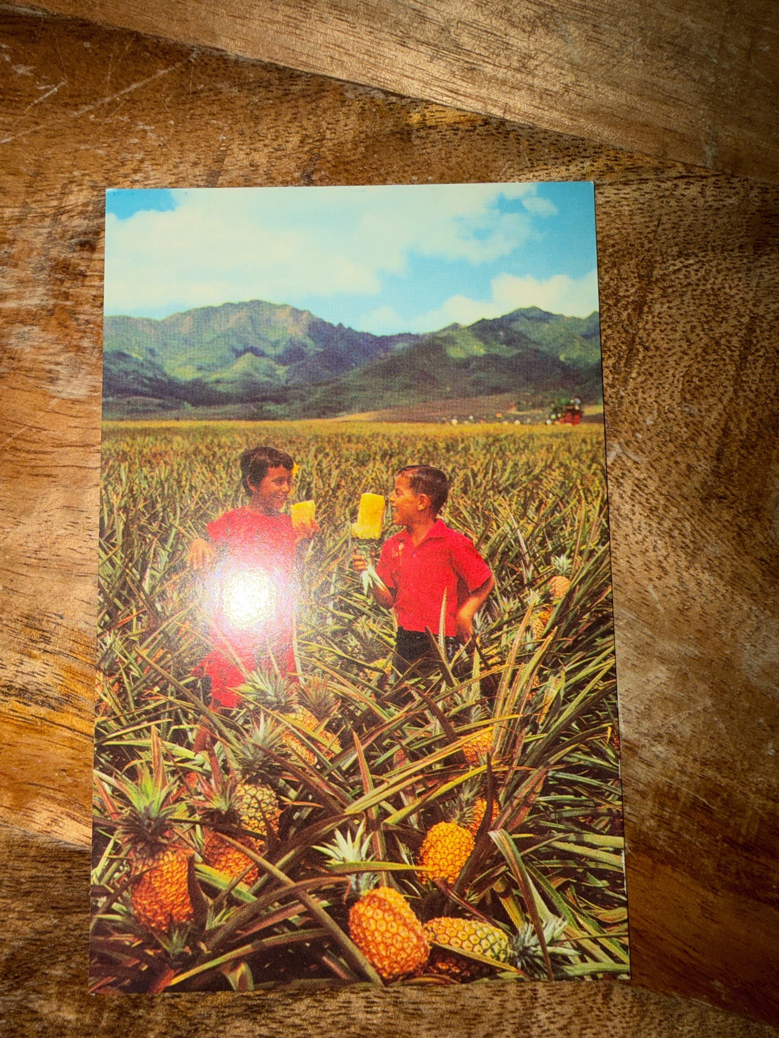 Submitted photo of Vintage color postcard depicting children in a pineapple field