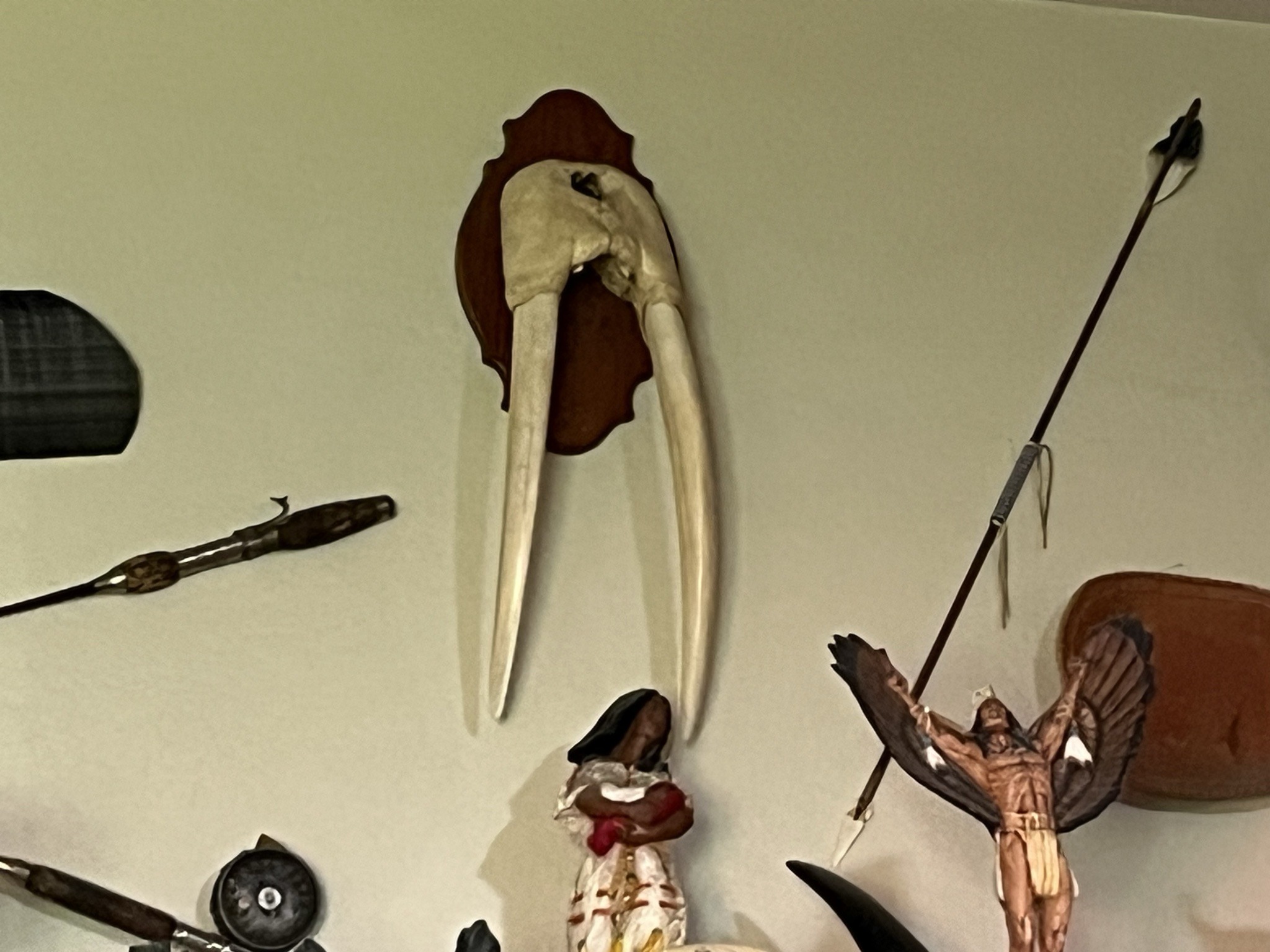 Submitted photo of Walrus skull with tusks mounted on wooden plaque