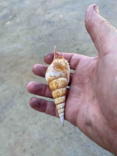 Hand-Carved Decorative Seashell