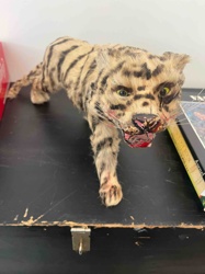 Taxidermied Tiger Cub / Wild Cat Specimen