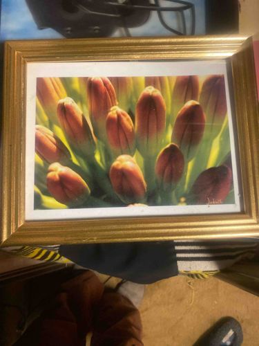 Framed Photographic Print of Tulip Buds