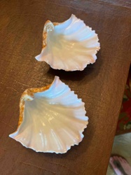 Pair of Natural Scallop Shell Dishes with Pearlescent Finish