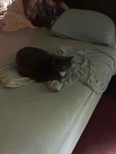 Domestic Shorthair Cat (Grey with White Chest)