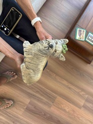 Schnauzer Dog Head Planter or Vase
