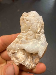 Botryoidal Chalcedony or Agate with Fossil Inclusions