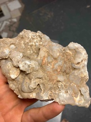 Botryoidal Chalcedony or Geode Fragment