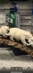 Ivory/Bone Sculpture of Lion and Elephant on Wood Base