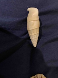 Turritella Seashell (Turret Snail Shell)