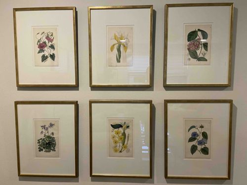 Set of Six Framed Botanical Prints