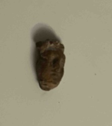 Possible Fossilized Animal Foot Fragment