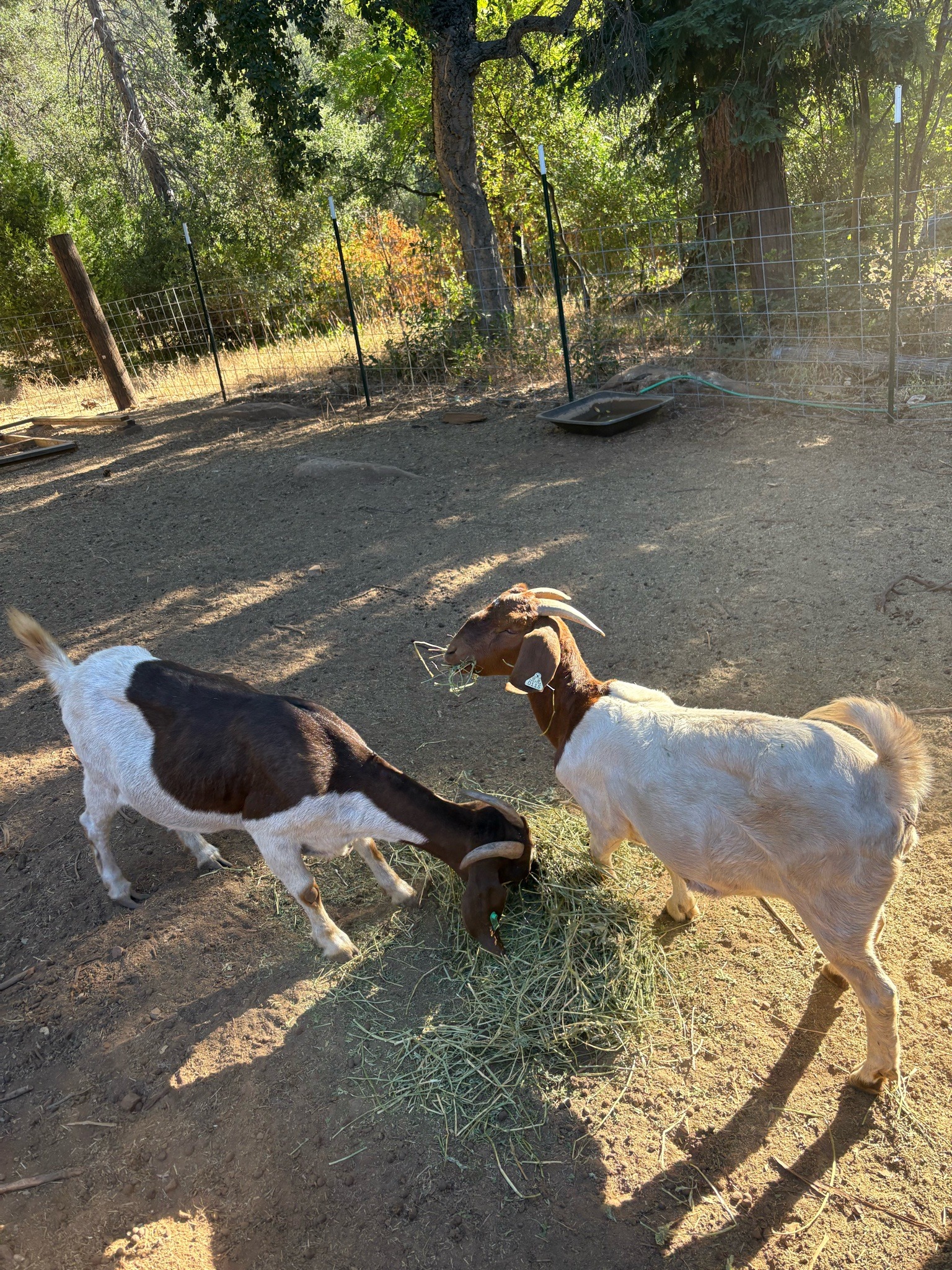 Submitted photo of Boer goats feeding outdoors