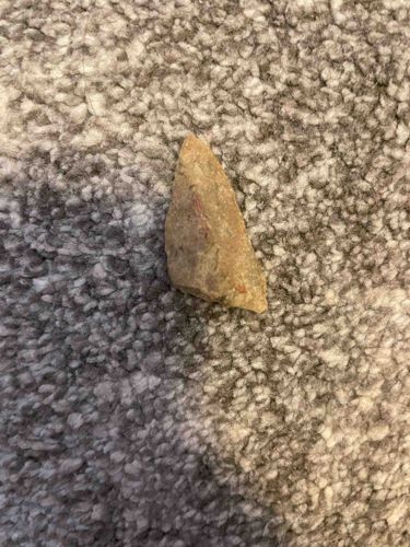 Fossilized Tooth Fragment
