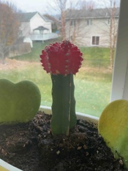 Grafted Moon Cactus (Gymnocalycium mihanovichii 'Hibotan') on Hylocereus cactus, with two Hoya Kerrii 'Sweetheart' leaves