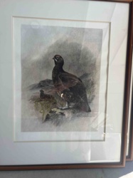 Framed Print of Black Grouse by A. B. Frost (Likely)