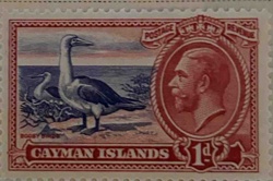 Cayman Islands 1d Postage & Revenue Stamp featuring Booby Birds and King George V