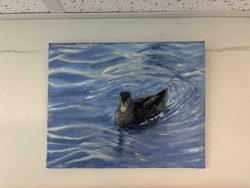Duck Swimming in Water