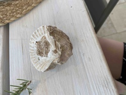Fossilized Seashell Embedded in Rock (Bivalve in Sedimentary Matrix)