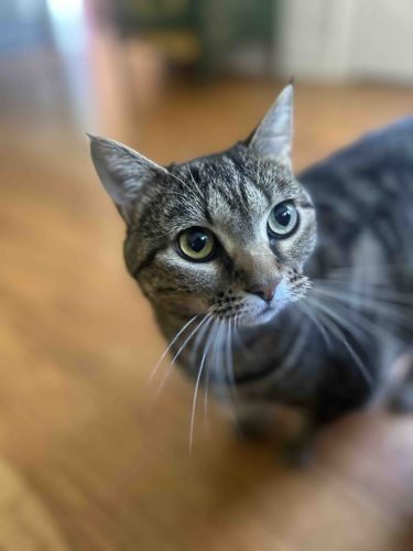 House Cat (Tabby)